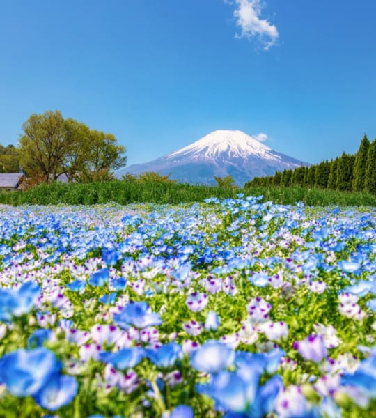 TOKYO – KAWAGUCHI – OSHINO HAKKAI – HANA NO MIYAKO PARK – NÚI PHÚ SĨ